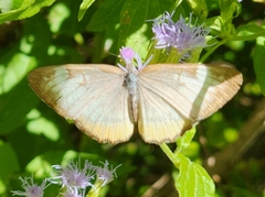 Mestra amymone