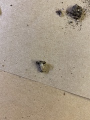 Lactarius rubrilacteus