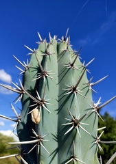 Pachycereus weberi