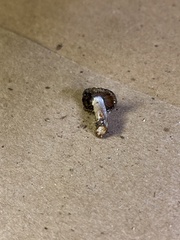 Lactarius rubrilacteus