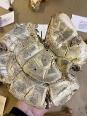 Catathelasma ventricosum