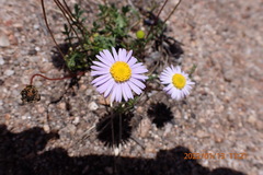 Brachyscome spathulata