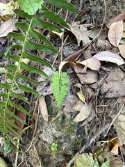 Cystopteris protrusa