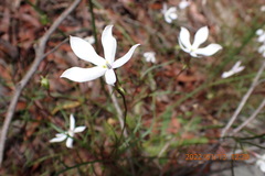 Lithotoma anethifolia