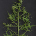Fetid Goosefoot - Photo (c) Mike Plagens, some rights reserved (CC BY-NC), uploaded by Mike Plagens