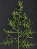 Fetid Goosefoot - Photo (c) Mike Plagens, some rights reserved (CC BY-NC), uploaded by Mike Plagens