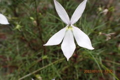 Lithotoma anethifolia