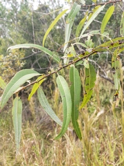Salix nigra