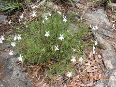 Lithotoma anethifolia