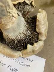 Catathelasma ventricosum