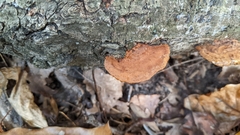 Fuscoporia gilva