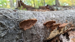 Fuscoporia gilva