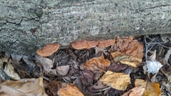 Fuscoporia gilva