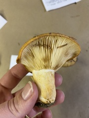 Lactarius luculentus