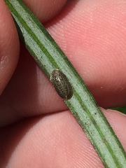Pulvinaria camelicola