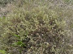 Pimelea glauca