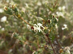Pimelea glauca