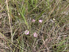 Convolvulus angustissimus