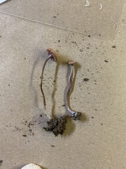 Laccaria bicolor