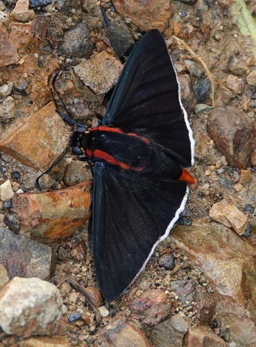 Red-spotted Firetip
