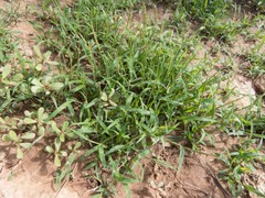 Panicum hirticaule
