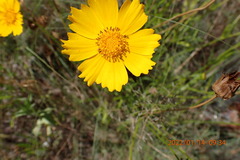 Coreopsis grandiflora