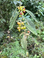 Lycianthes