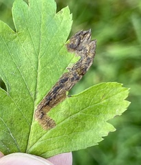 Stigmella hybnerella