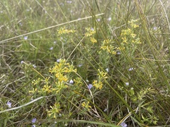 Pimelea curviflora