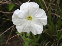 Petunia axillaris