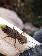 Ontholestes cingulatus