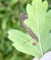 Stigmella hybnerella