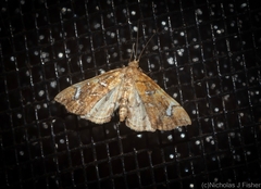 Musotima nitidalis