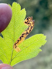 Stigmella hybnerella
