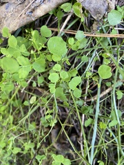 Carmichaelia australis