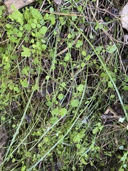 Carmichaelia australis