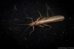 Plecoptera