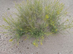 Parryella filifolia