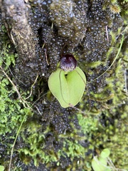 Corybas iridescens
