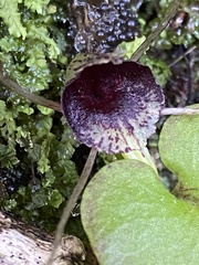 Corybas iridescens