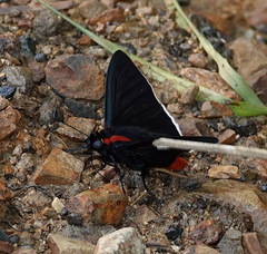 Pyrrhopyge decipiens