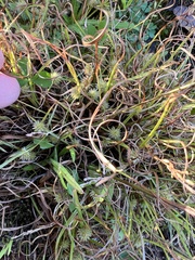 Cyperus brevifolioides