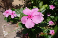 Coreopsis grandiflora