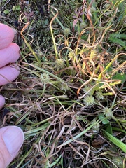 Cyperus brevifolioides