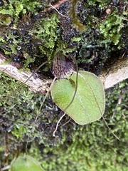 Corybas iridescens