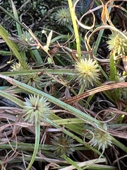 Cyperus brevifolioides