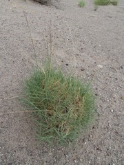 Muhlenbergia torreyi