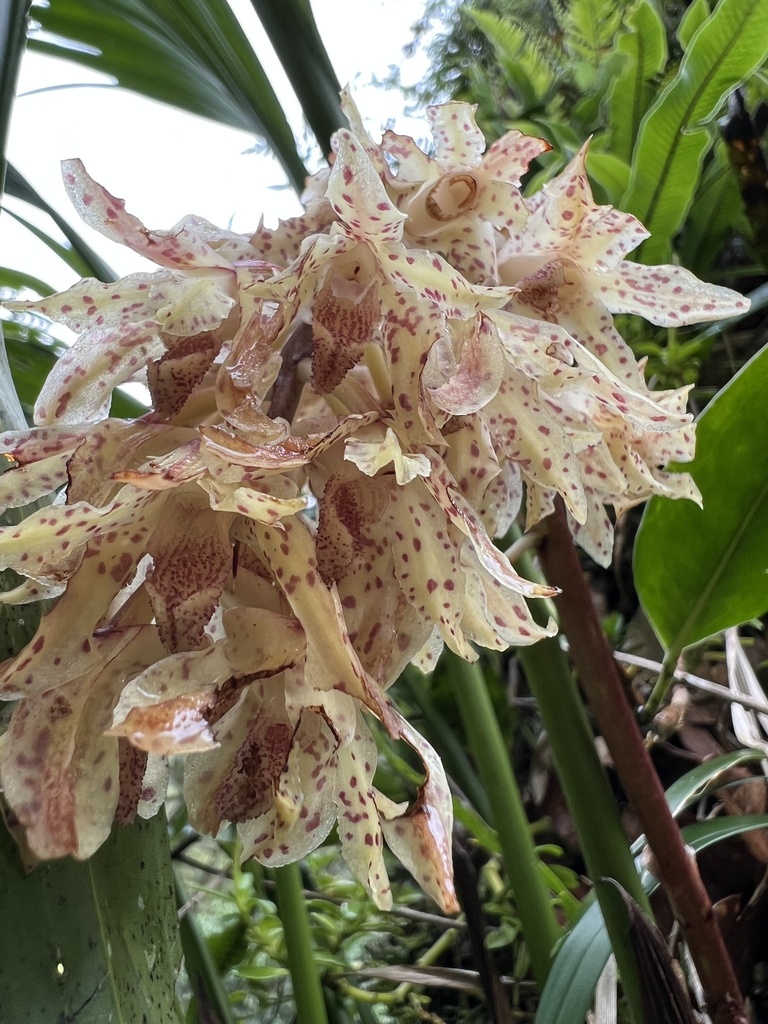 Xylobium leontoglossum