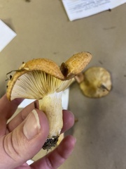 Lactarius luculentus