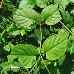 Paederia foetida